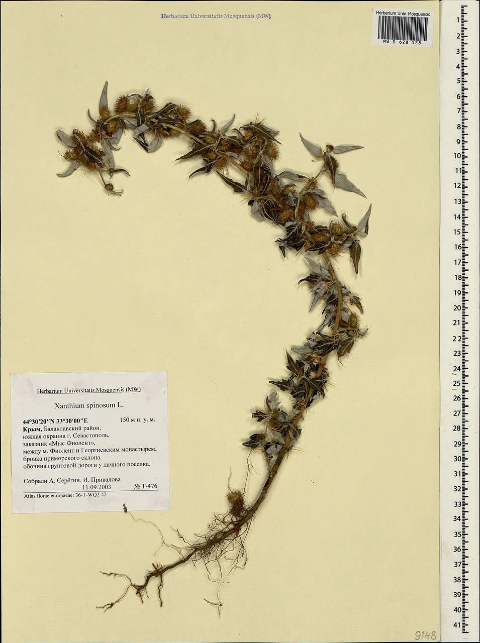 Xanthium spinosum L., Crimea (KRYM) (Russia)