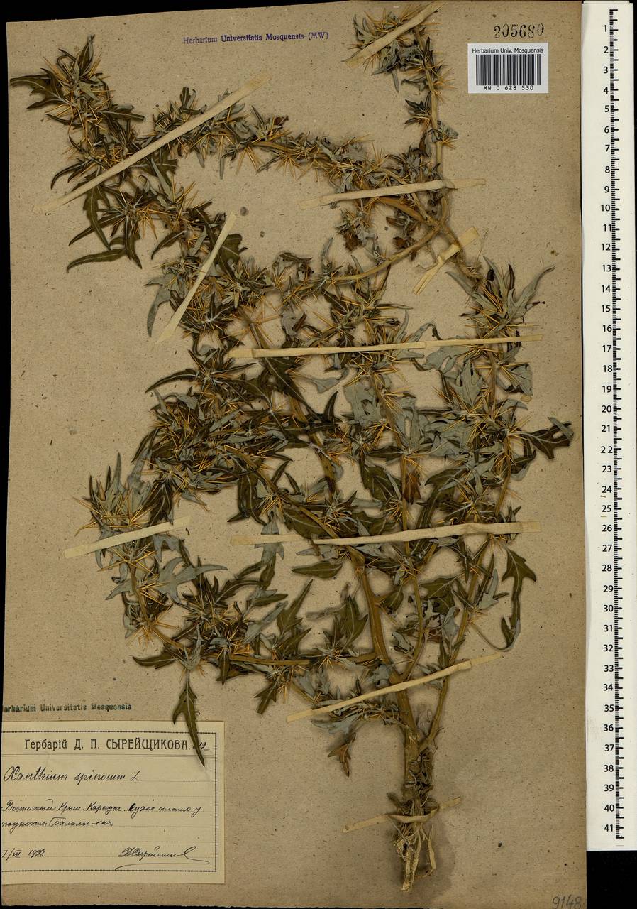 Xanthium spinosum L., Crimea (KRYM) (Russia)