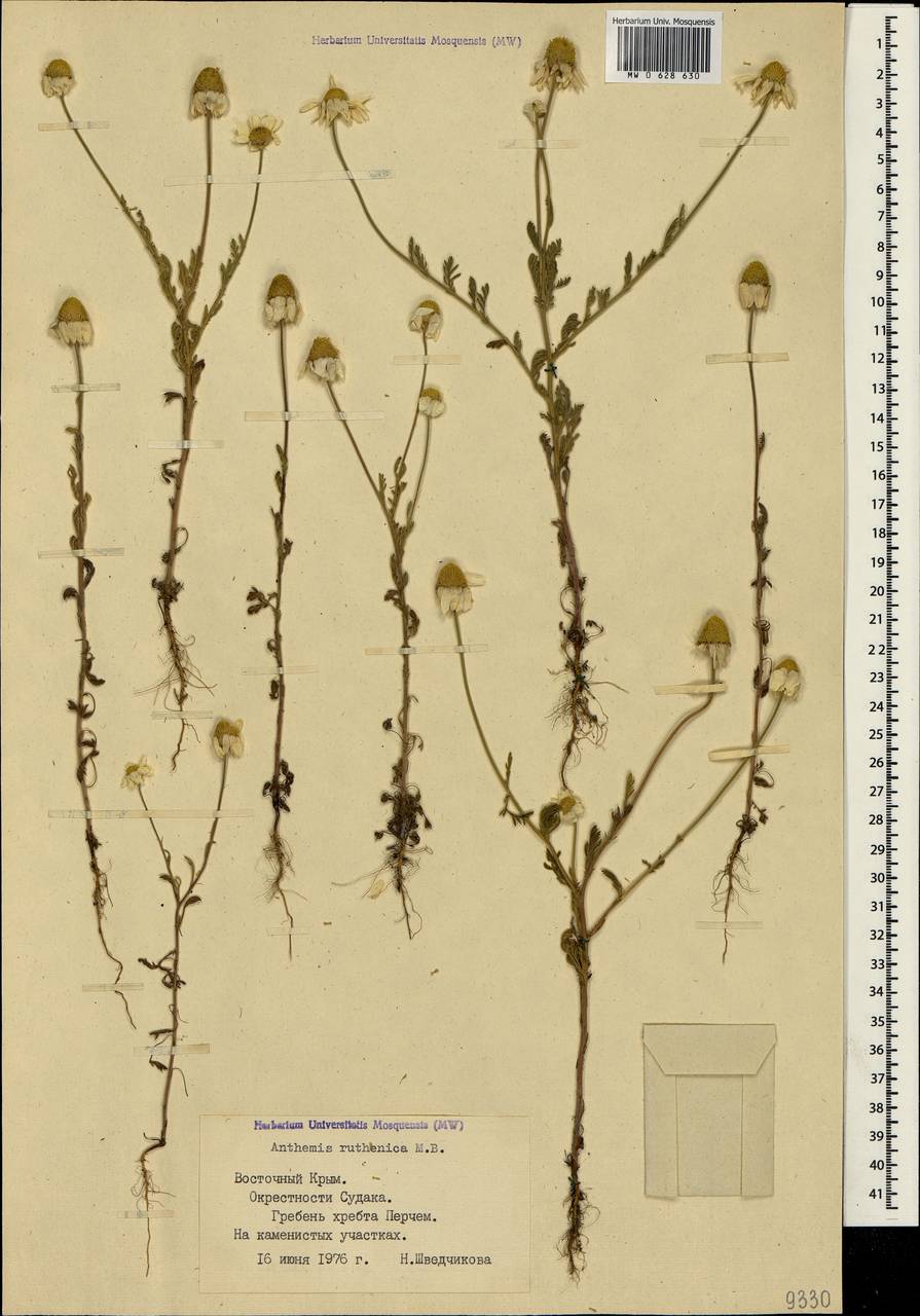 Anthemis ruthenica M. Bieb., Crimea (KRYM) (Russia)