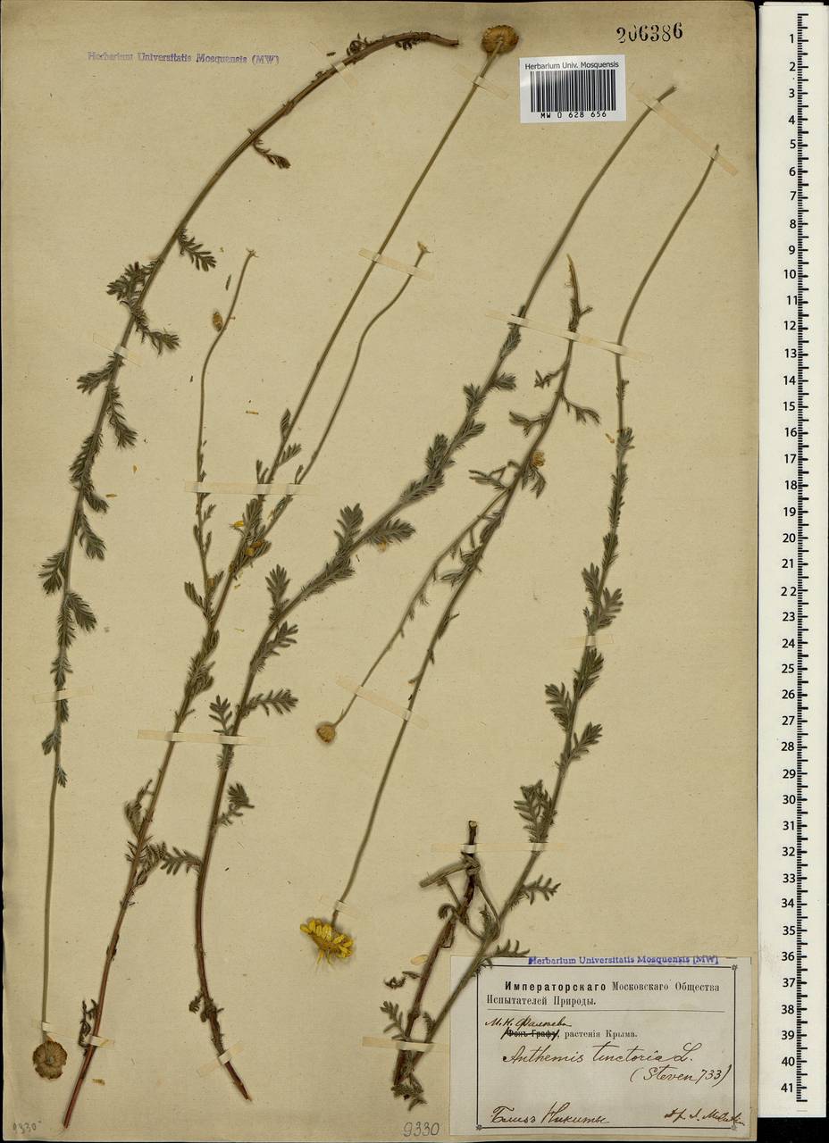Cota tinctoria subsp. tinctoria, Crimea (KRYM) (Russia)