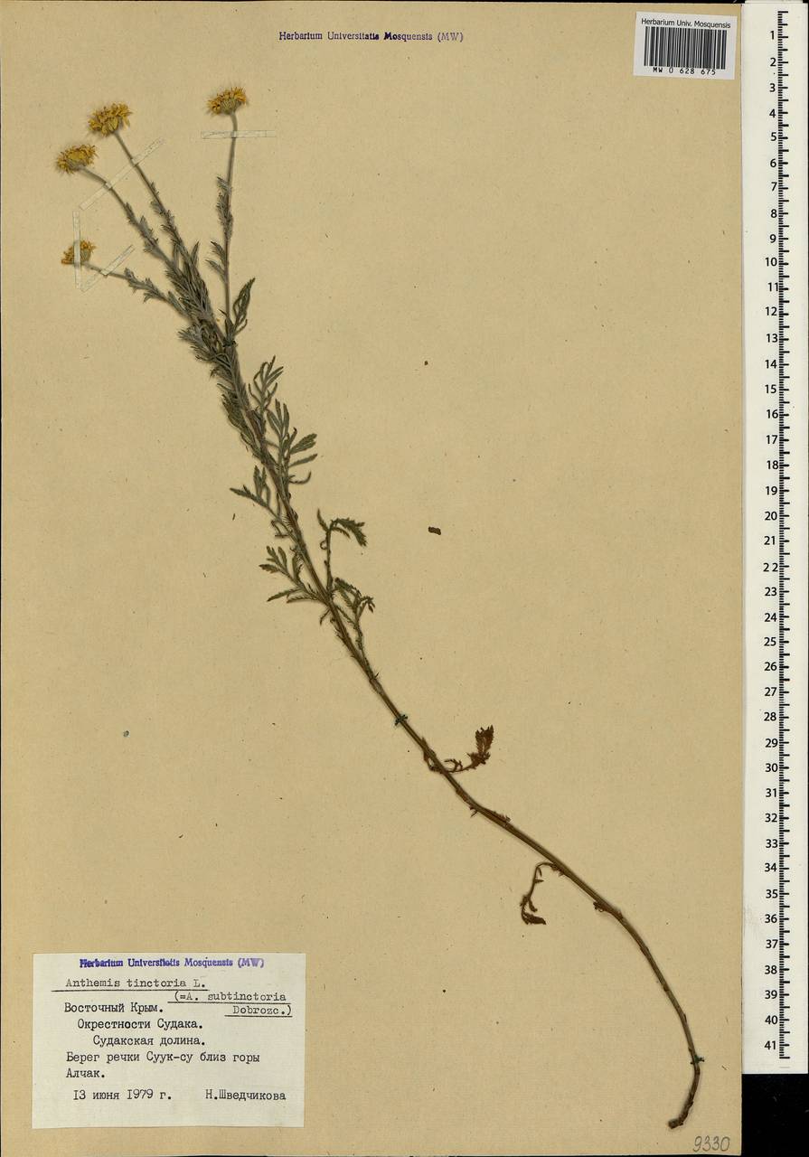 Cota tinctoria subsp. tinctoria, Crimea (KRYM) (Russia)