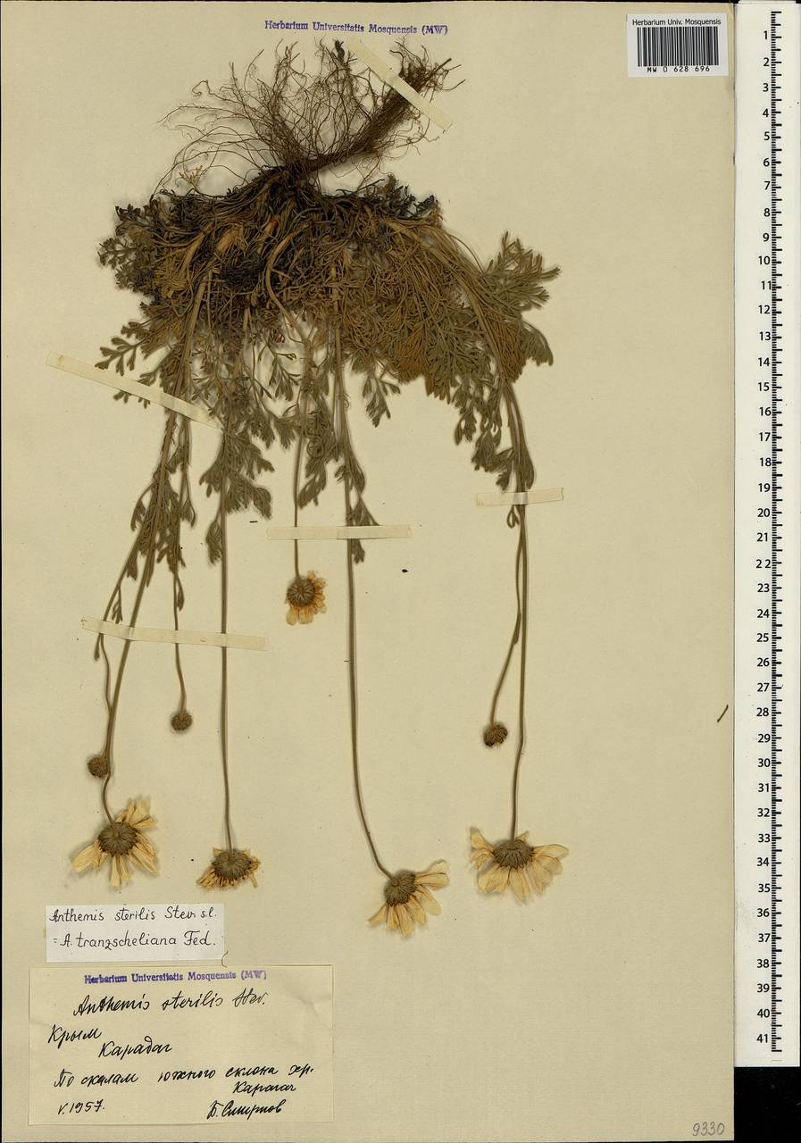 Anthemis tranzscheliana Fed., Crimea (KRYM) (Russia)