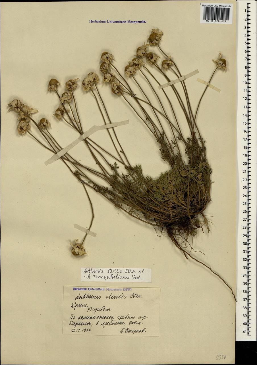 Anthemis tranzscheliana Fed., Crimea (KRYM) (Russia)