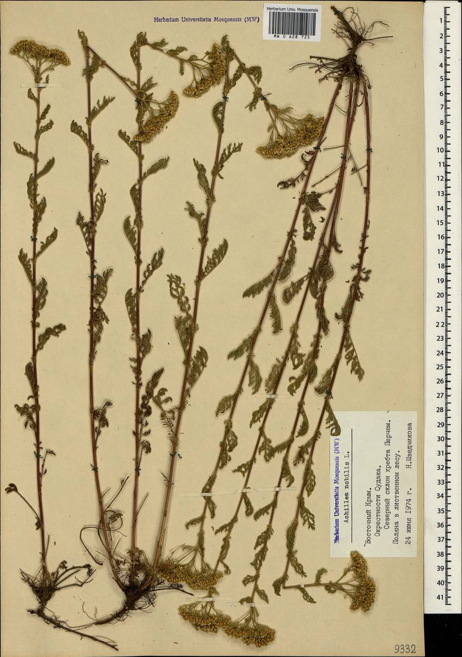 Achillea nobilis L., Crimea (KRYM) (Russia)