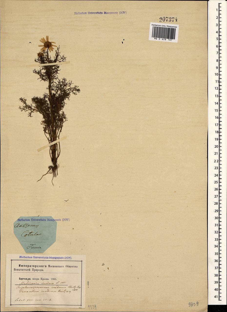 Tripleurospermum inodorum (L.) Sch.-Bip, Crimea (KRYM) (Russia)