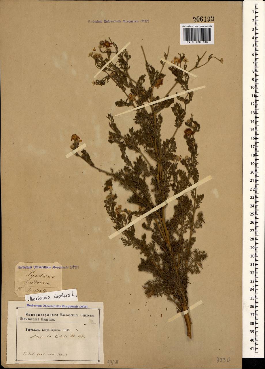 Tripleurospermum inodorum (L.) Sch.-Bip, Crimea (KRYM) (Russia)
