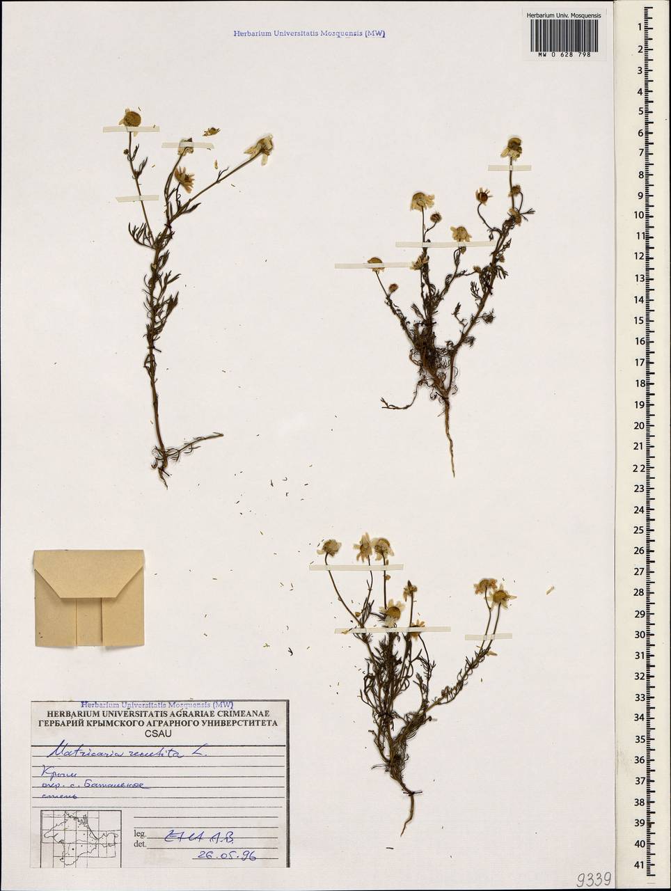 Matricaria chamomilla L., Crimea (KRYM) (Russia)