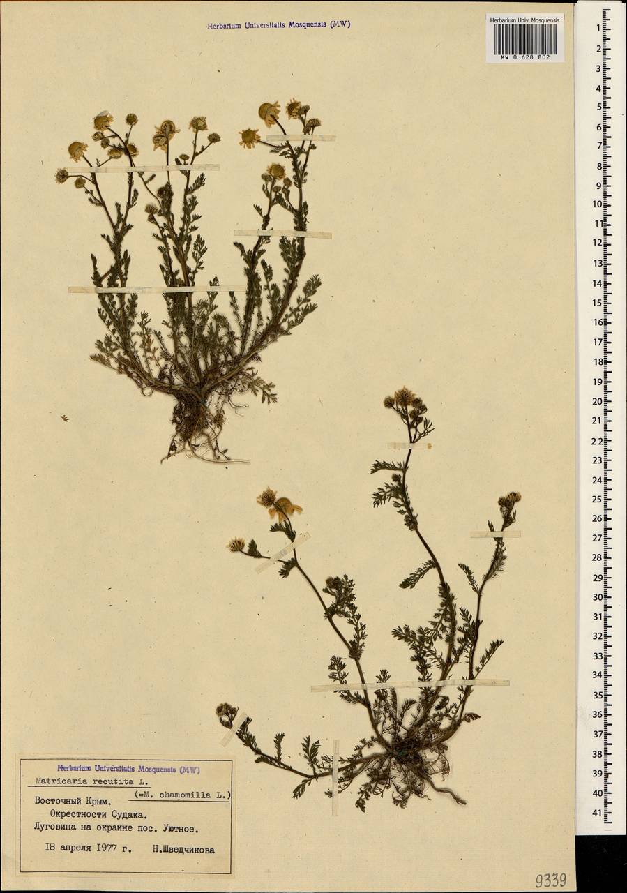 Matricaria chamomilla L., Crimea (KRYM) (Russia)