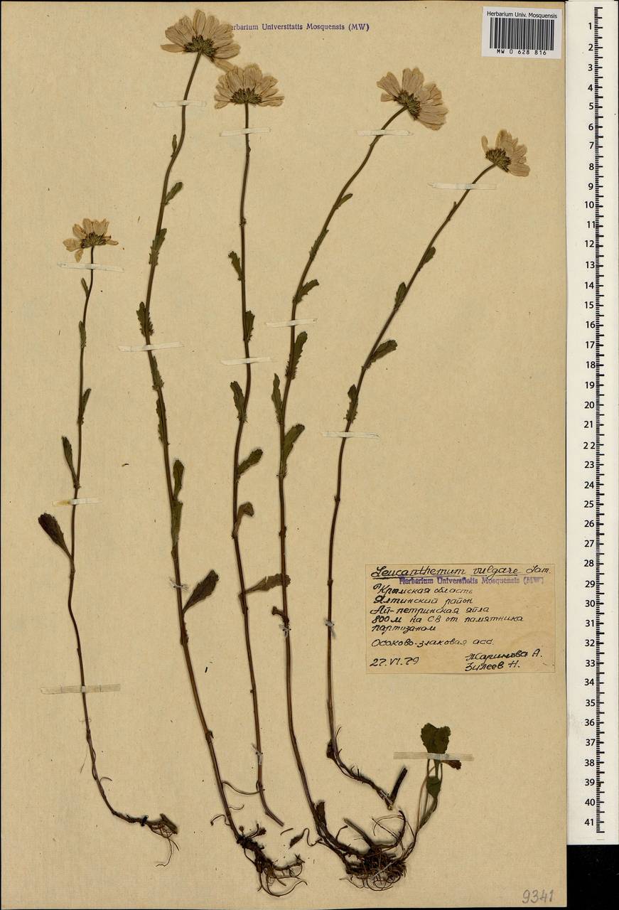 Leucanthemum vulgare Lam., Crimea (KRYM) (Russia)