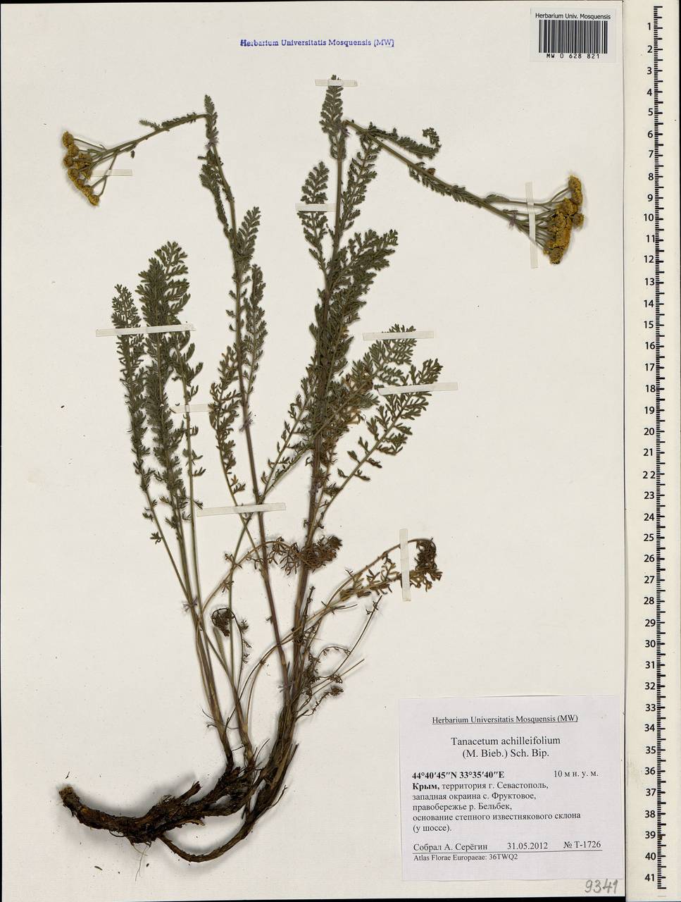 Tanacetum achilleifolium (M.Bieb.) Sch.Bip., Crimea (KRYM) (Russia)