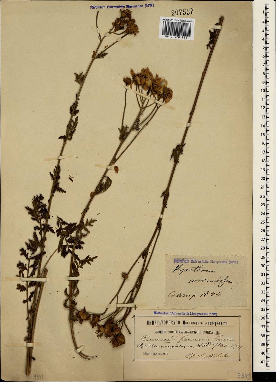 Tanacetum corymbosum subsp. corymbosum, Crimea (KRYM) (Russia)