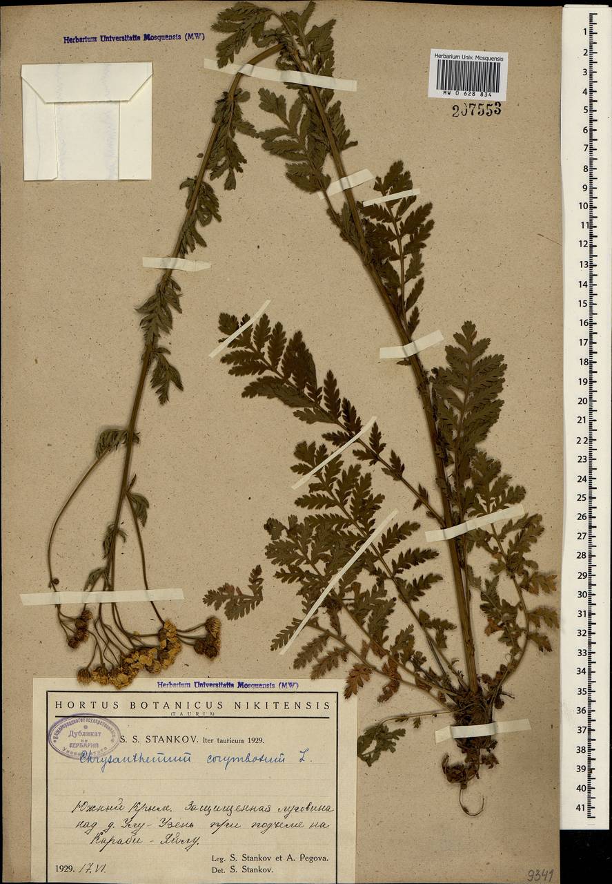 Tanacetum corymbosum subsp. corymbosum, Crimea (KRYM) (Russia)