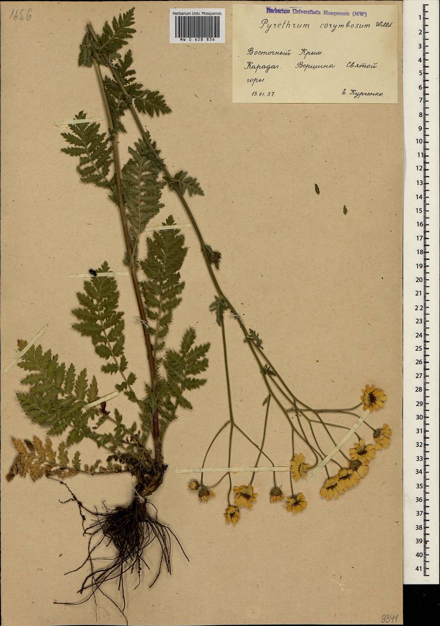Tanacetum corymbosum subsp. corymbosum, Crimea (KRYM) (Russia)