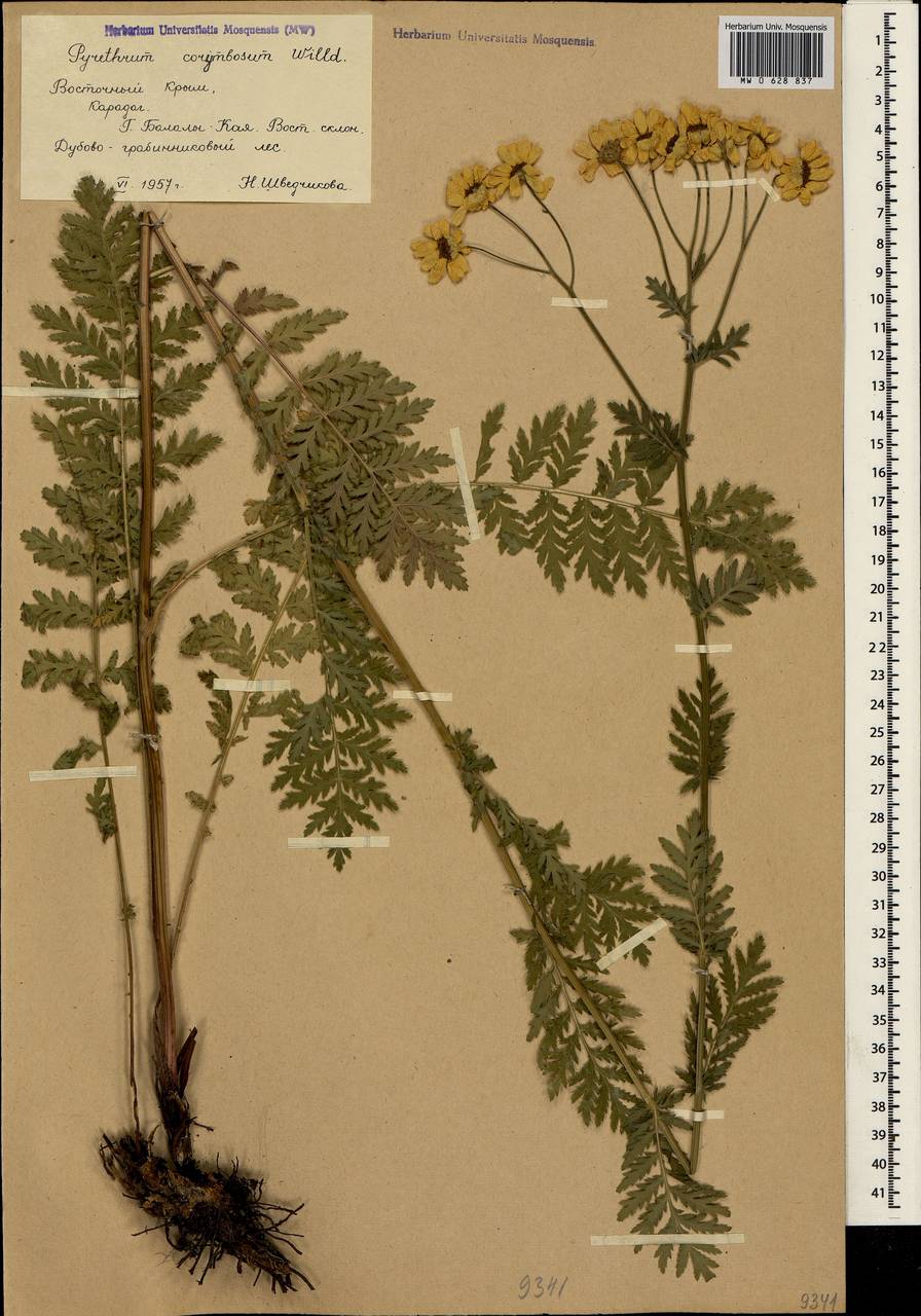 Tanacetum corymbosum subsp. corymbosum, Crimea (KRYM) (Russia)