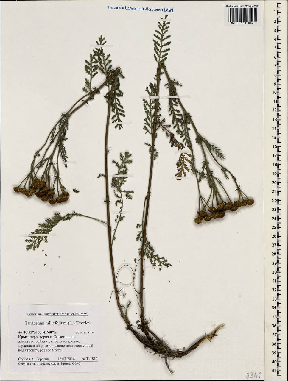 Tanacetum millefolium (L.) Tzvelev, Crimea (KRYM) (Russia)