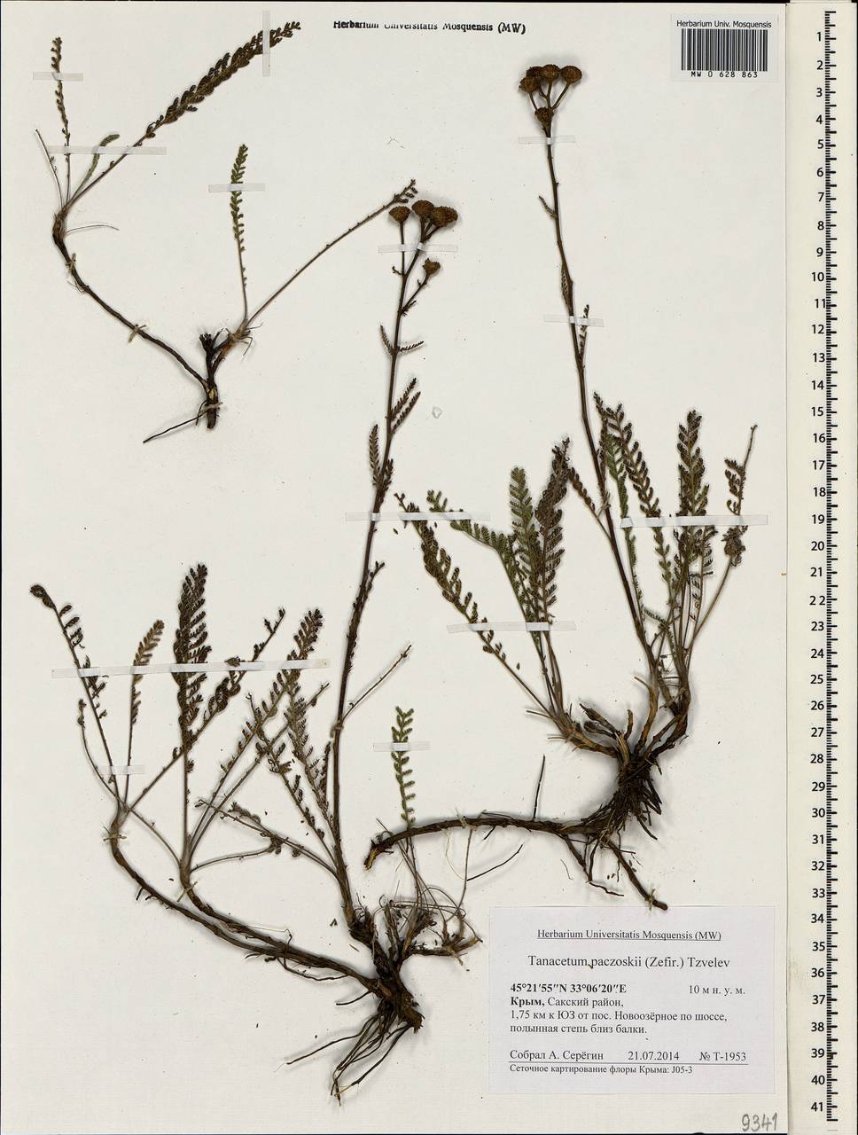 Tanacetum paczoskii (Zefir.) Tzvelev, Crimea (KRYM) (Russia)