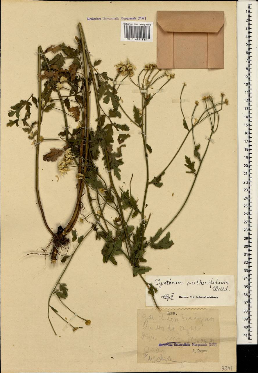 Tanacetum partheniifolium (Willd.) Sch. Bip., Crimea (KRYM) (Russia)