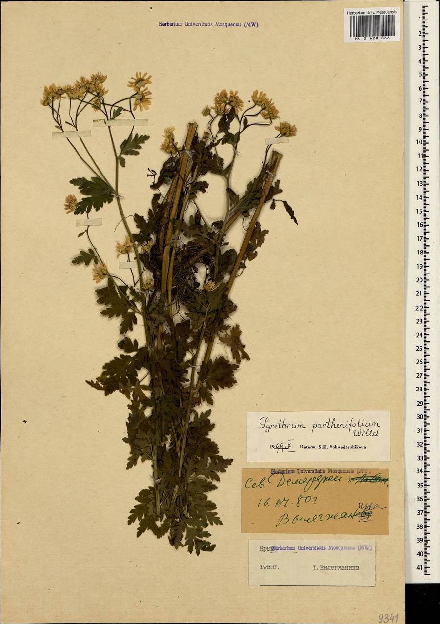 Tanacetum partheniifolium (Willd.) Sch. Bip., Crimea (KRYM) (Russia)