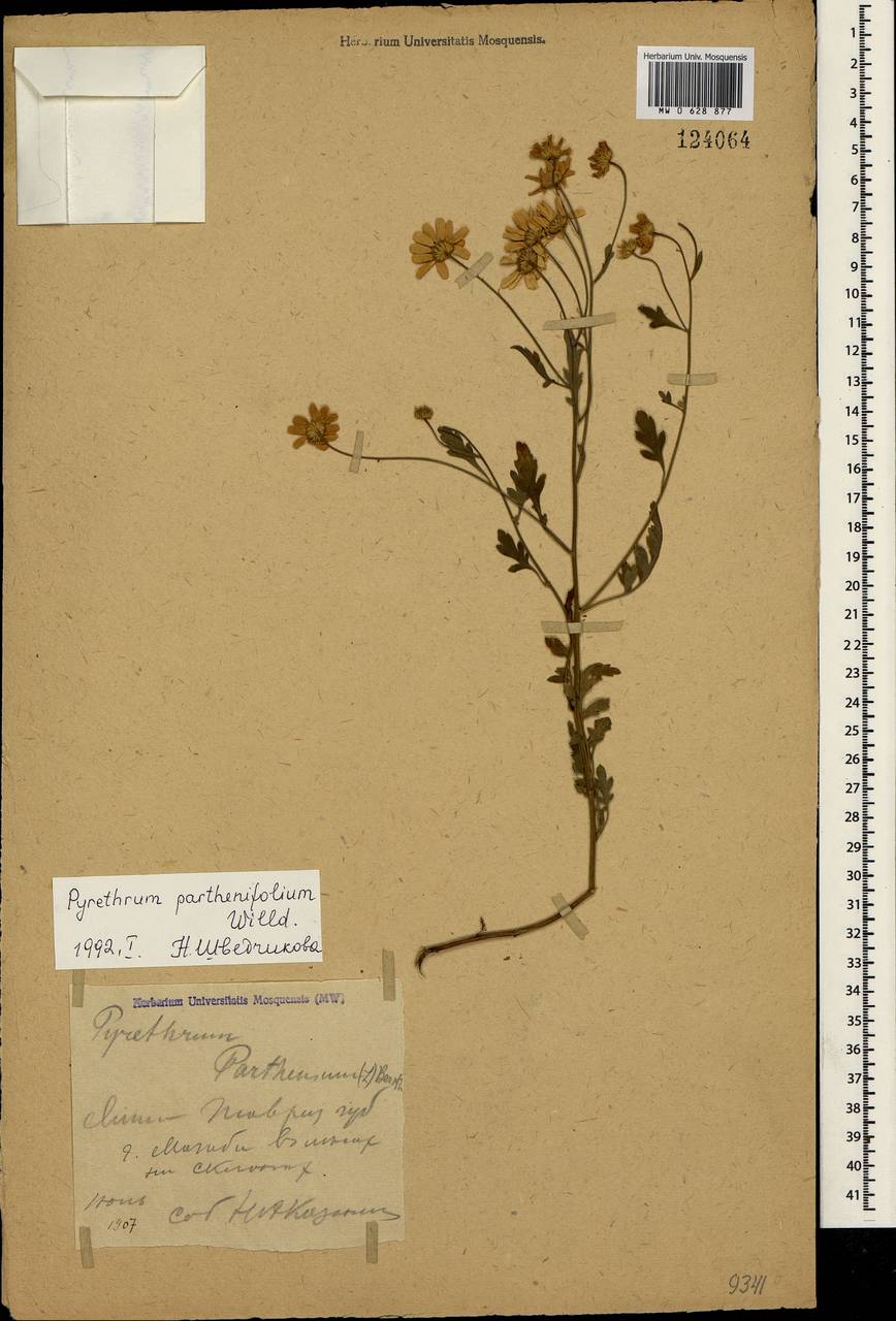 Tanacetum partheniifolium (Willd.) Sch. Bip., Crimea (KRYM) (Russia)