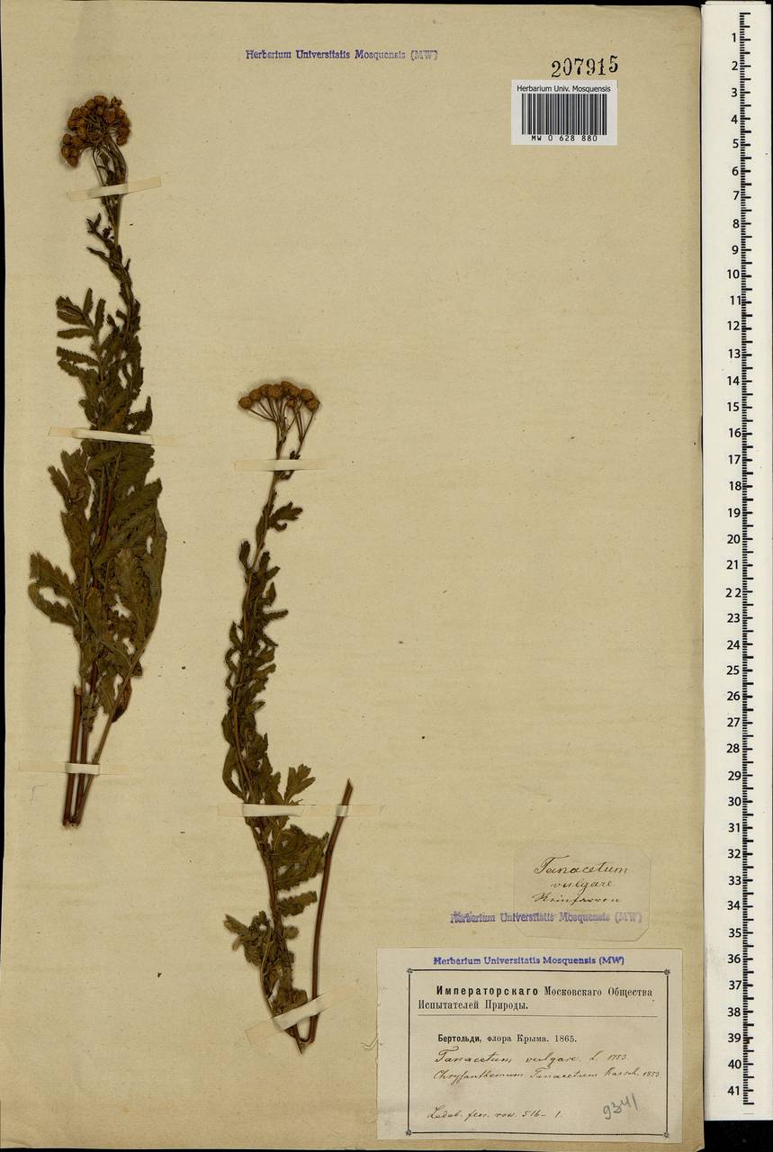 Tanacetum vulgare L., Crimea (KRYM) (Russia)