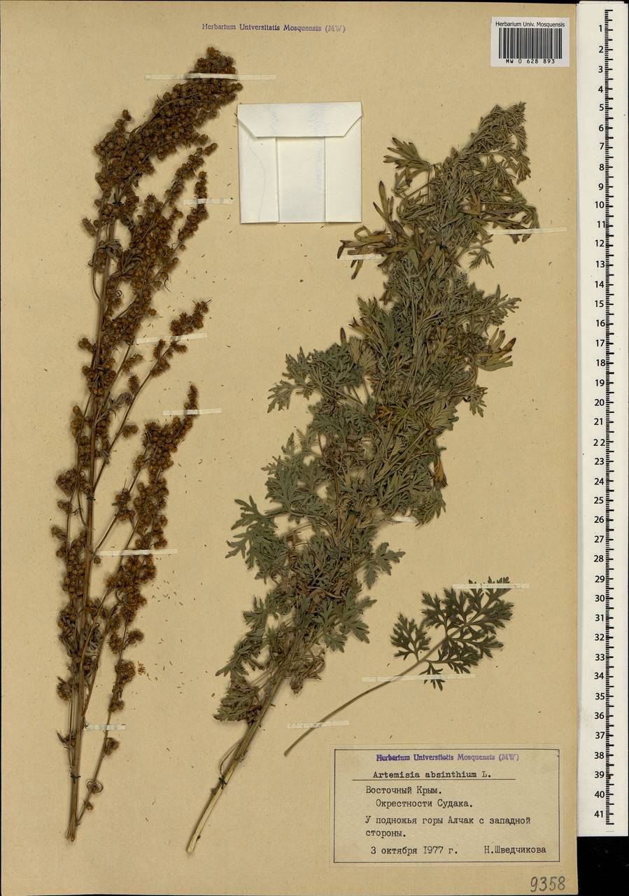 Artemisia absinthium L., Crimea (KRYM) (Russia)