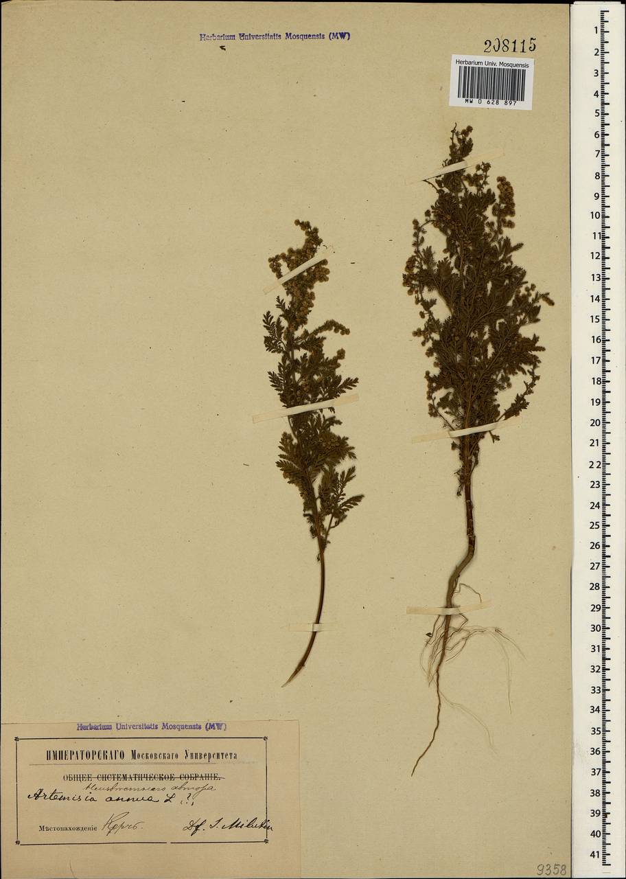Artemisia annua L., Crimea (KRYM) (Russia)
