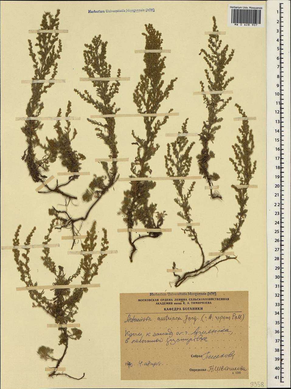 Artemisia austriaca Jacq., Crimea (KRYM) (Russia)