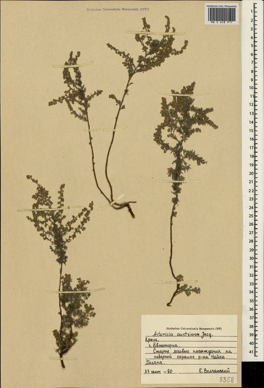 Artemisia austriaca Jacq., Crimea (KRYM) (Russia)