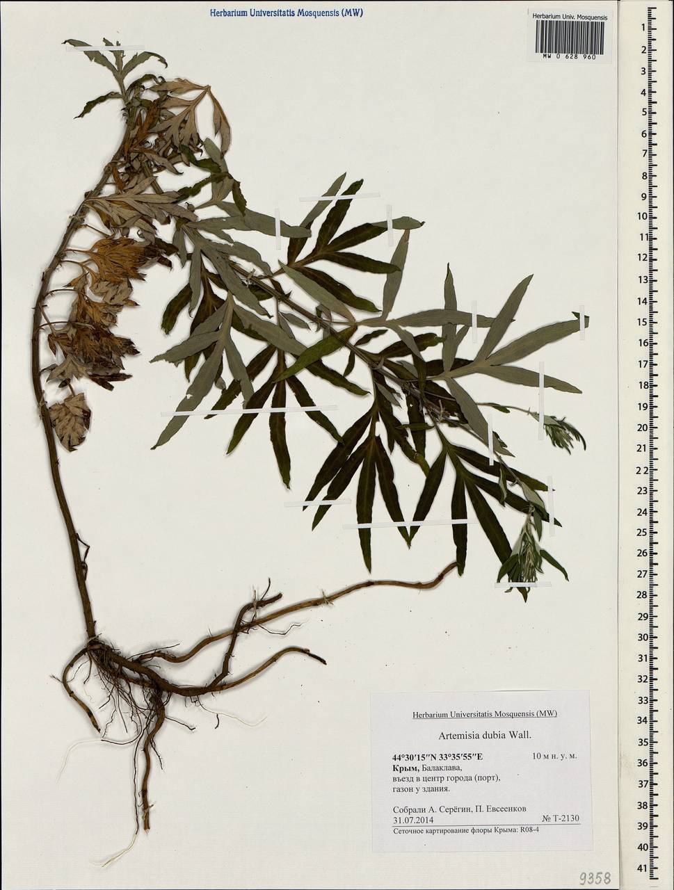 Artemisia dubia Wall. ex Besser, Crimea (KRYM) (Russia)