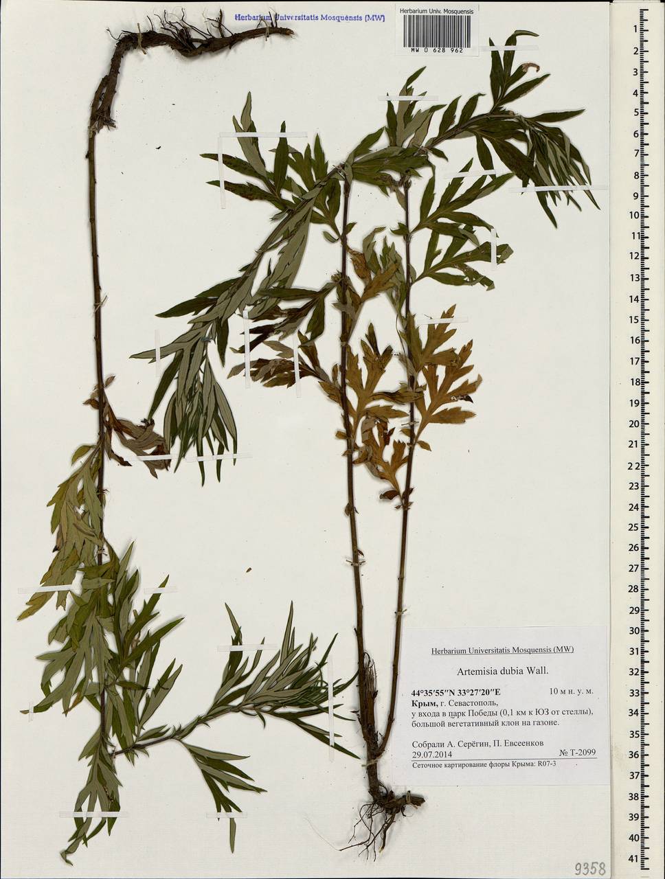 Artemisia dubia Wall. ex Besser, Crimea (KRYM) (Russia)