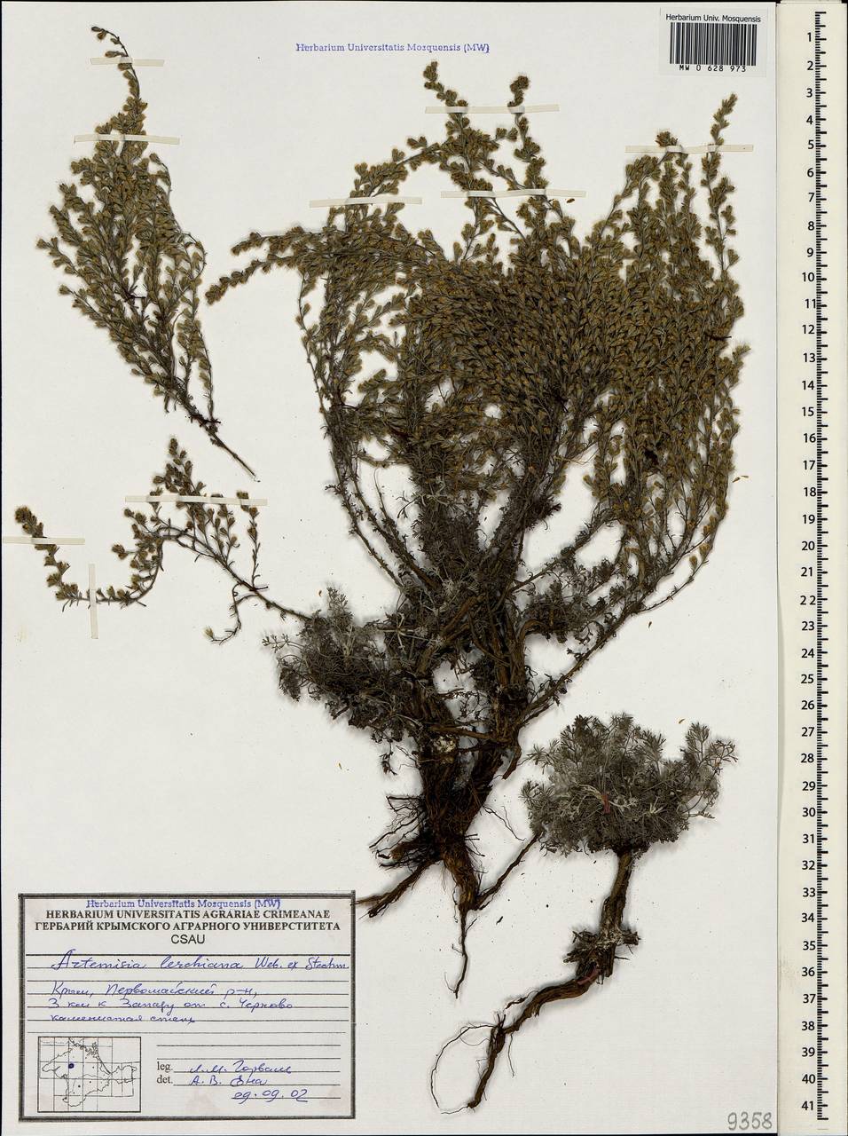 Artemisia lercheana Weber ex Stechm., Crimea (KRYM) (Russia)