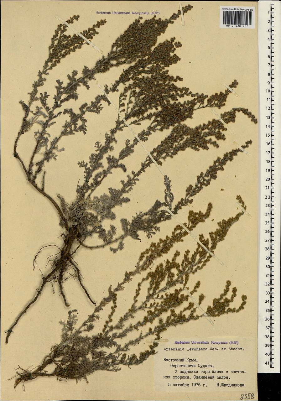 Artemisia lercheana Weber ex Stechm., Crimea (KRYM) (Russia)