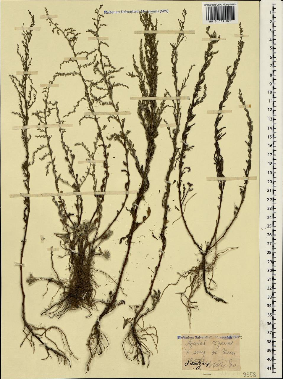 Artemisia caerulescens subsp. caerulescens, Crimea (KRYM) (Ukraine)