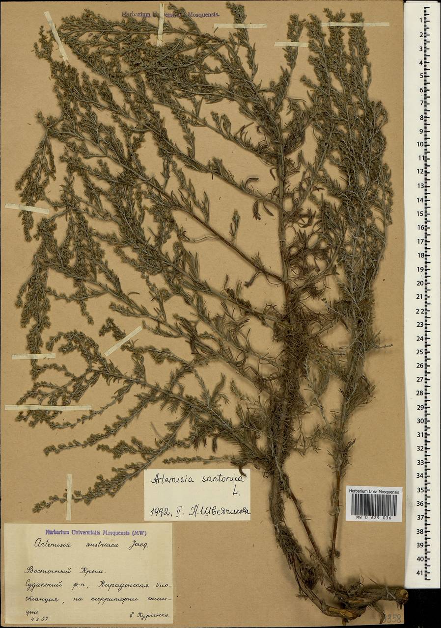 Artemisia caerulescens subsp. caerulescens, Crimea (KRYM) (Russia)