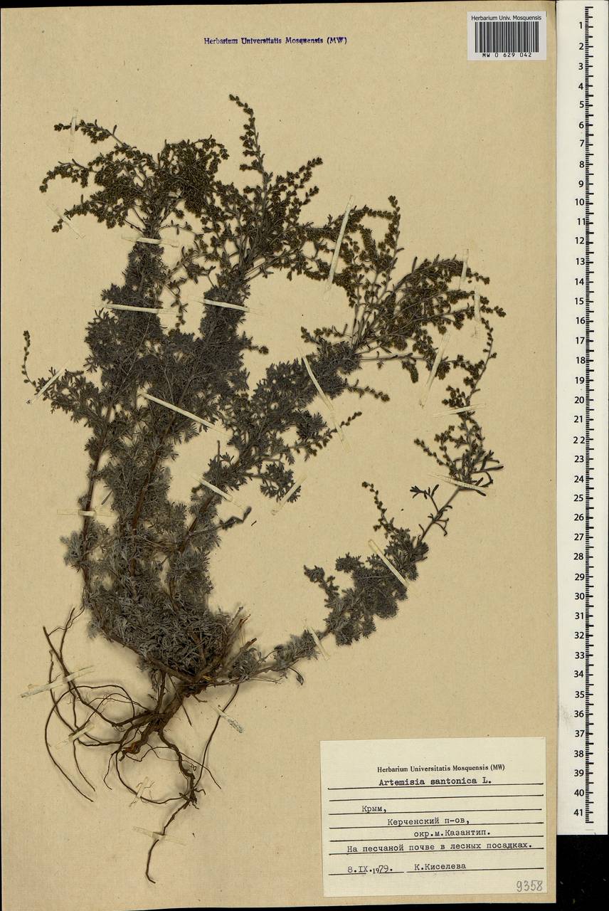 Artemisia caerulescens subsp. caerulescens, Crimea (KRYM) (Russia)
