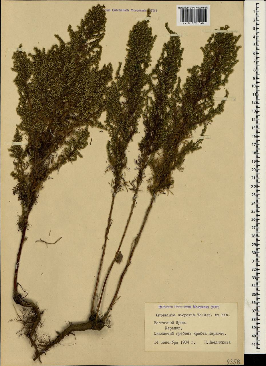 Artemisia scoparia Waldst. & Kit., Crimea (KRYM) (Russia)