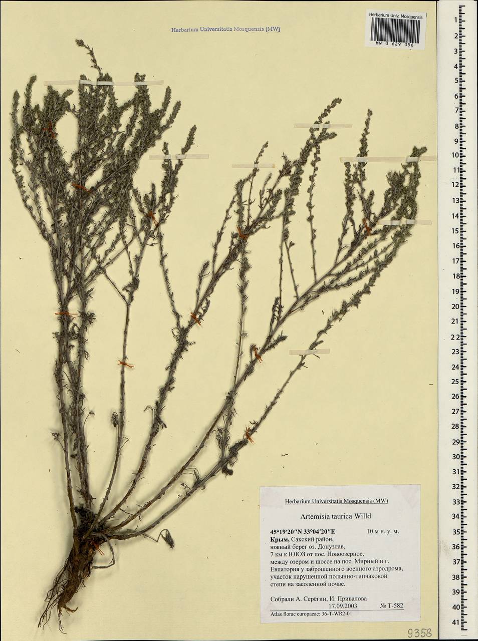 Artemisia taurica Willd., Crimea (KRYM) (Russia)