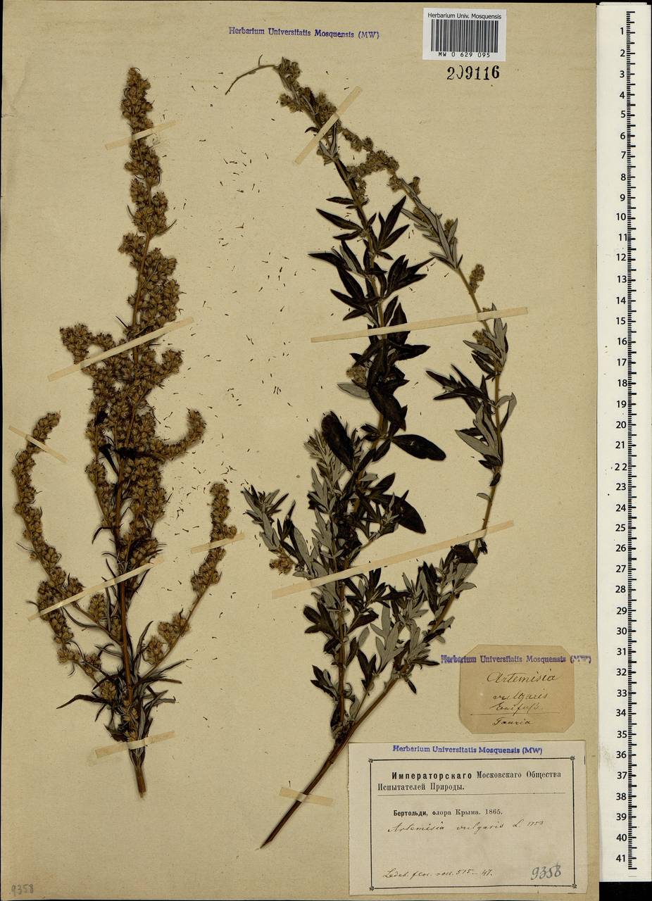 Artemisia vulgaris L., Crimea (KRYM) (Russia)
