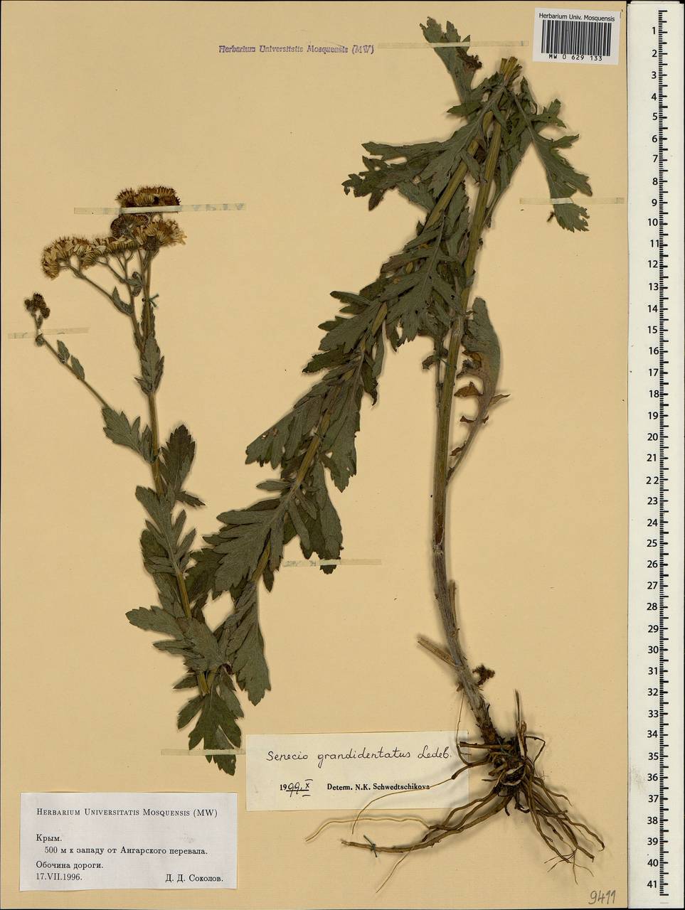 Jacobaea erucifolia subsp. grandidentata (Ledeb.) V. V. Fateryga & Fateryga, Crimea (KRYM) (Russia)