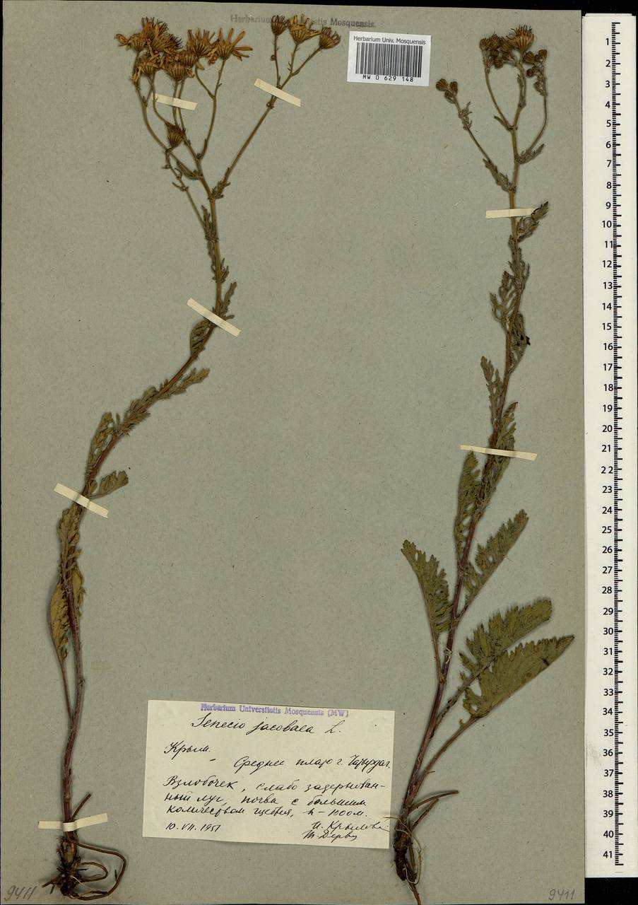 Jacobaea vulgaris subsp. vulgaris, Crimea (KRYM) (Russia)