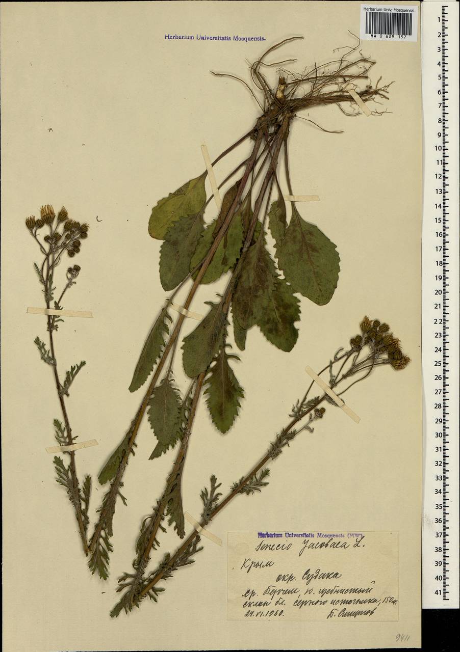 Jacobaea vulgaris subsp. vulgaris, Crimea (KRYM) (Russia)