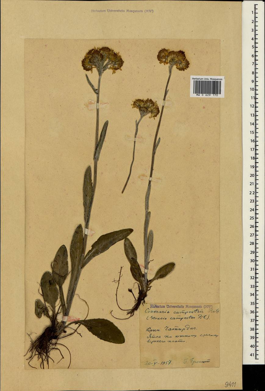Tephroseris integrifolia subsp. jailicola (Juz.) Greuter, Crimea (KRYM) (Russia)