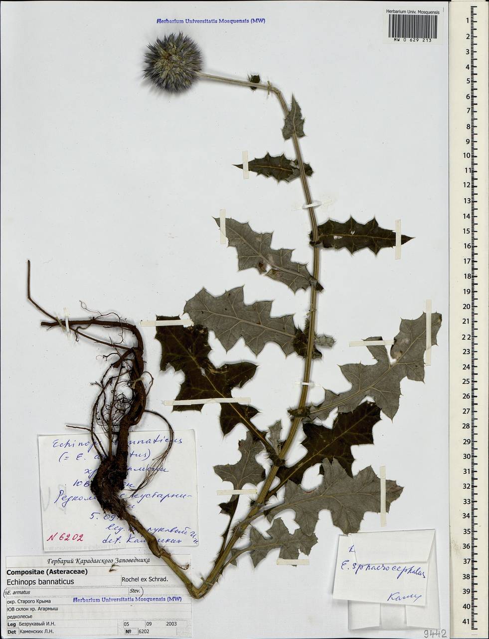 Echinops armatus Stev., Crimea (KRYM) (Russia)