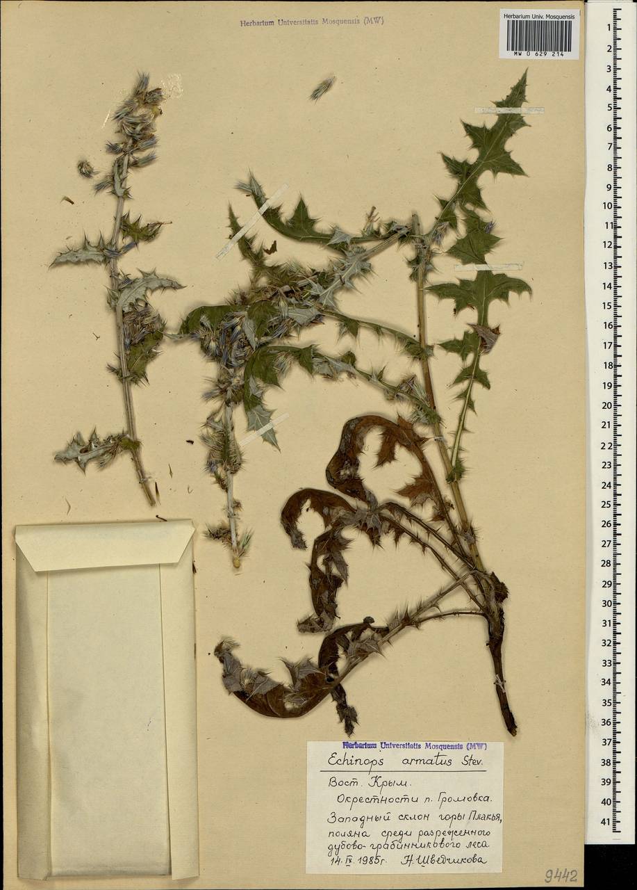 Echinops armatus Stev., Crimea (KRYM) (Russia)