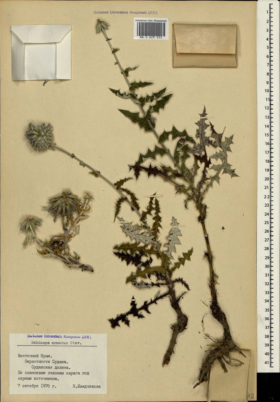 Echinops armatus Stev., Crimea (KRYM) (Russia)