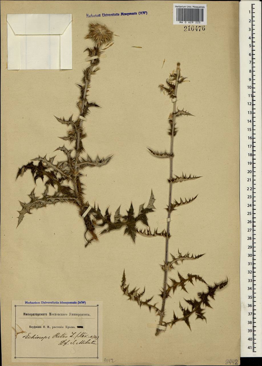 Echinops ritro subsp. ruthenicus (M. Bieb.) Nyman, Crimea (KRYM) (Russia)
