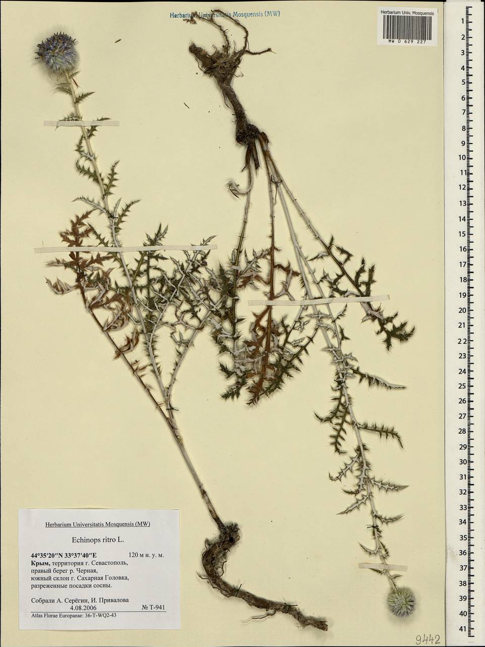Echinops ritro subsp. ruthenicus (M. Bieb.) Nyman, Crimea (KRYM) (Russia)