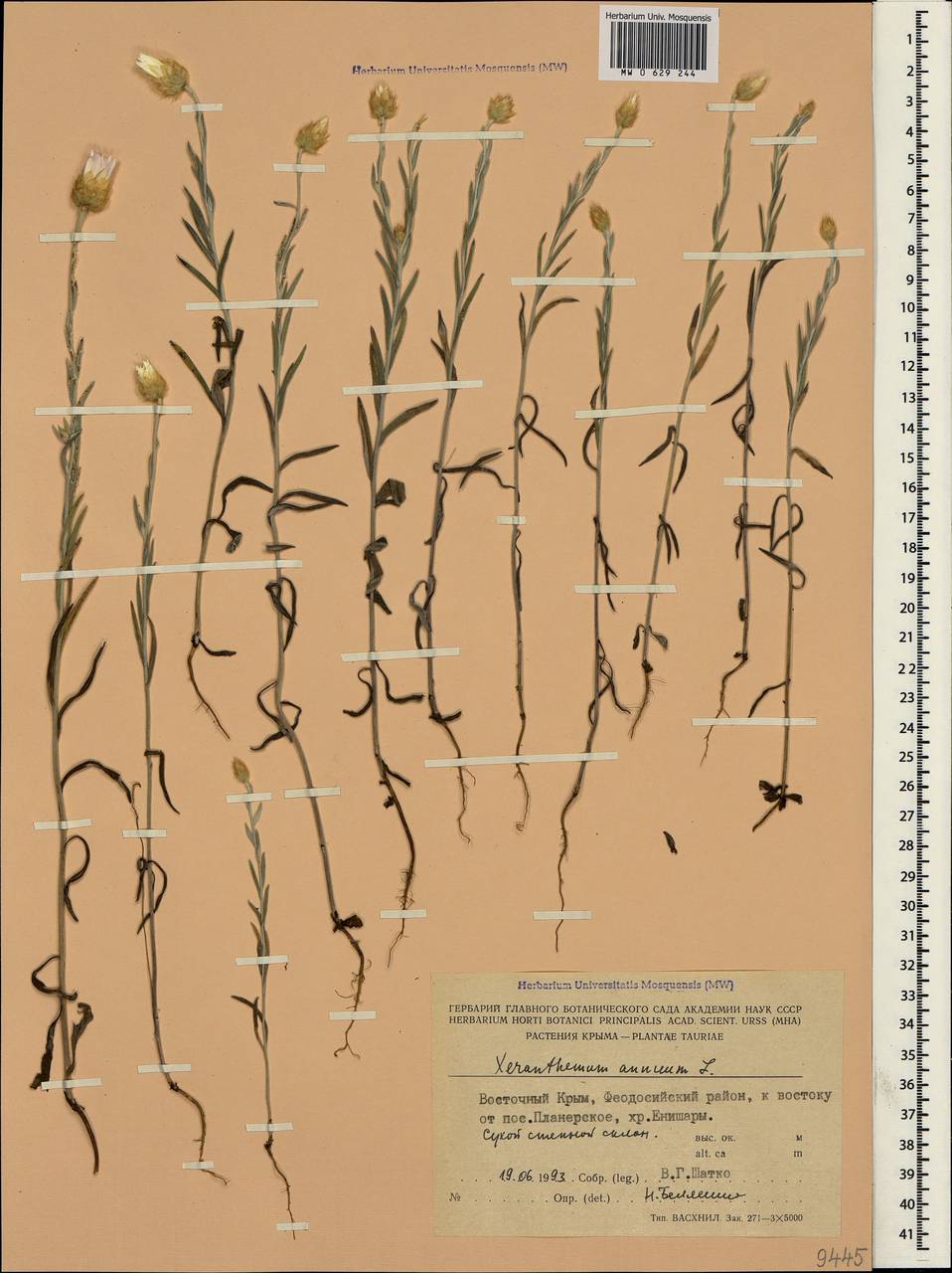 Xeranthemum annuum L., Crimea (KRYM) (Russia)
