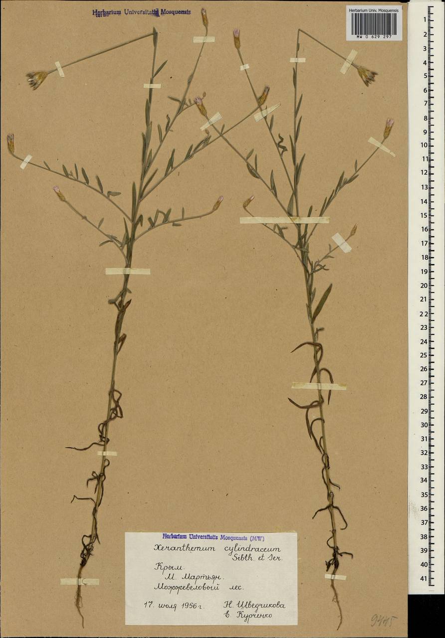Xeranthemum cylindraceum Sibth. & Sm., Crimea (KRYM) (Russia)