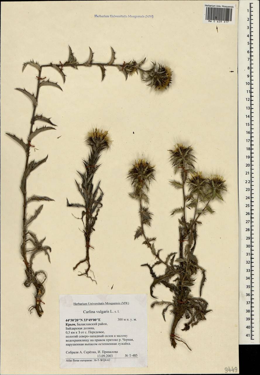 Carlina vulgaris L., Crimea (KRYM) (Russia)